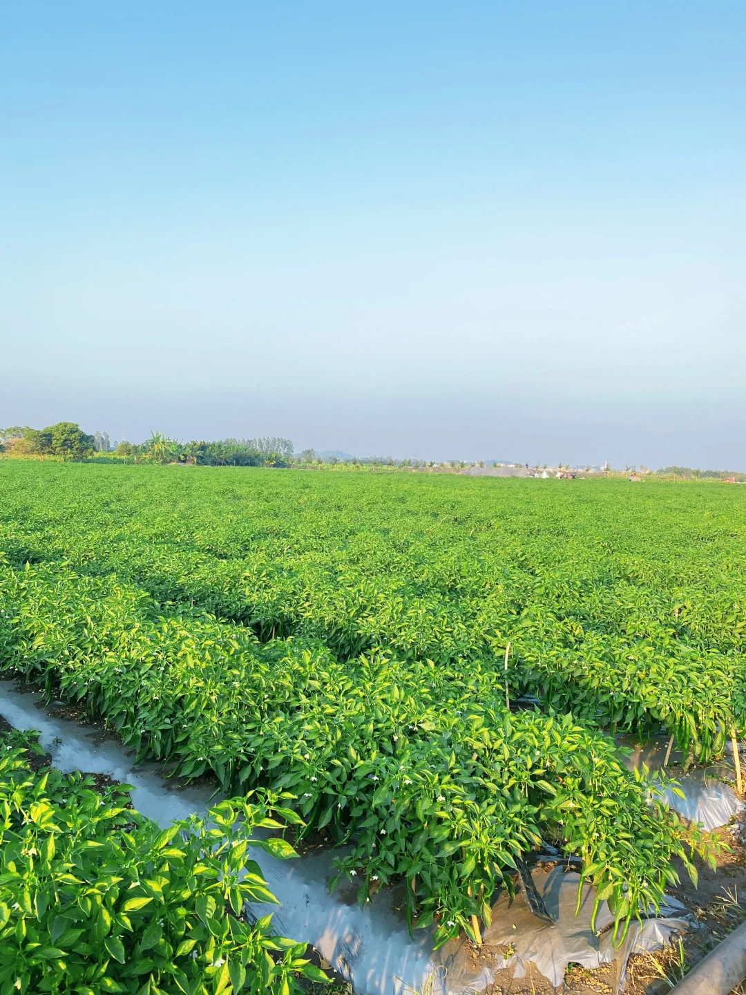 含泪吐槽：堆肥，才是最大的“钱袋子漏洞”