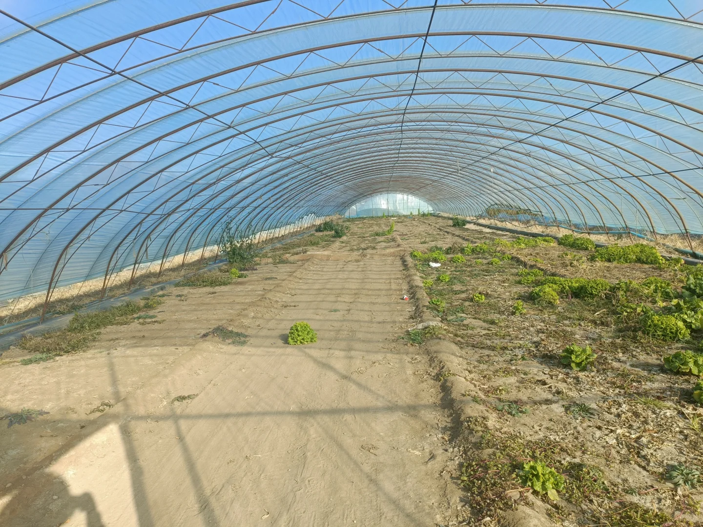 有想种大棚的朋友，周末带孩子来体验种植的