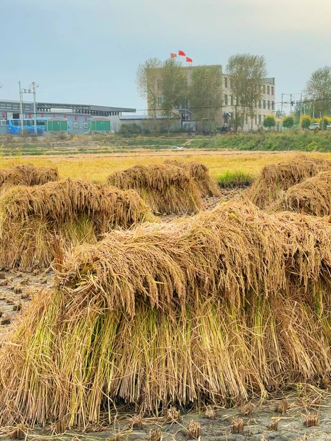 来五常收割了！！你的25年新米在路上了！