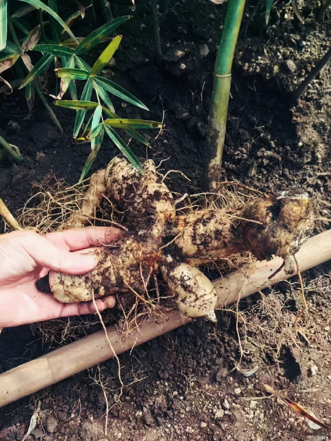 生态种植黄精,绿水青山间的产业崛起