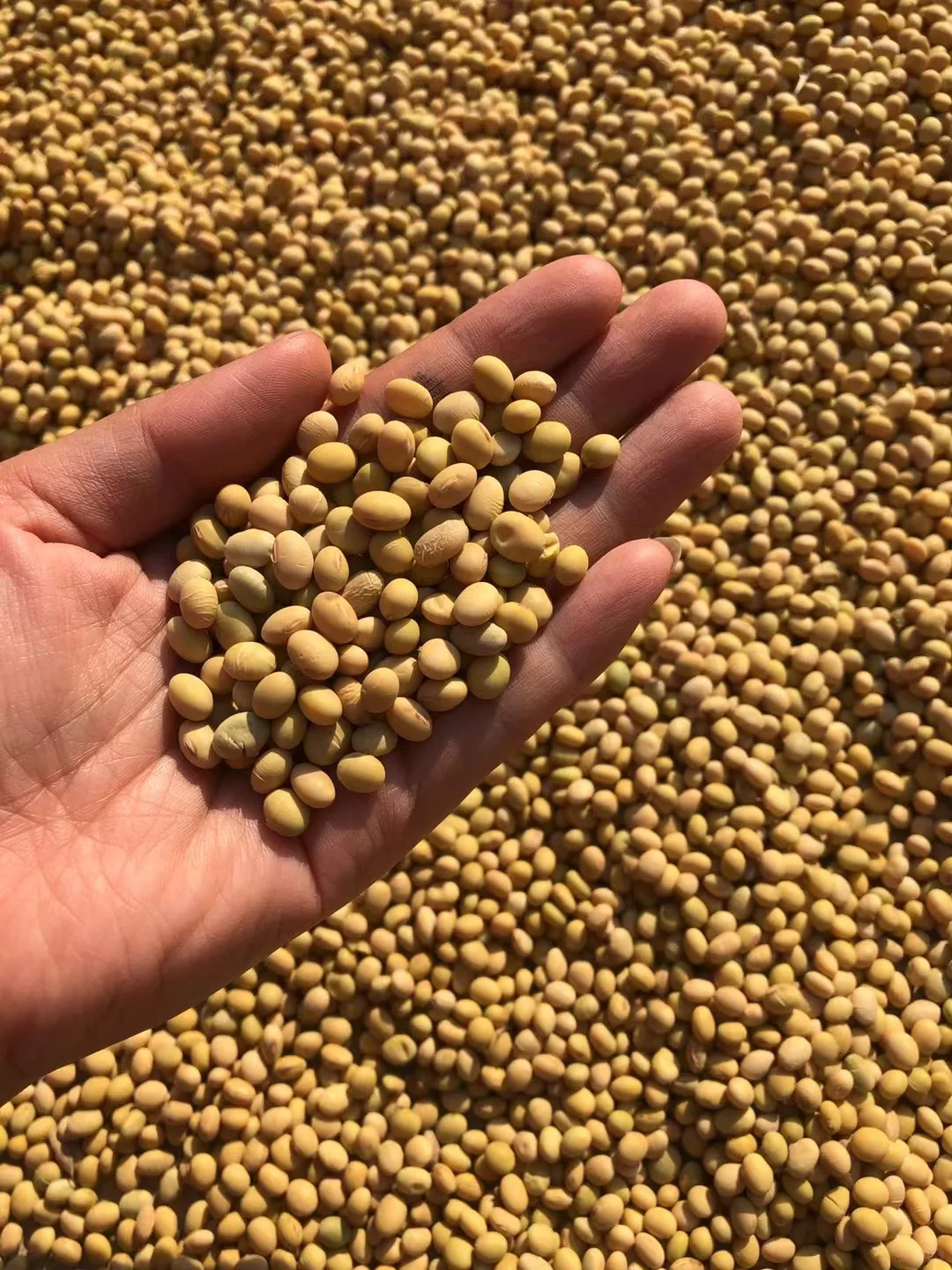 有人收农村的老品种小黄豆吗