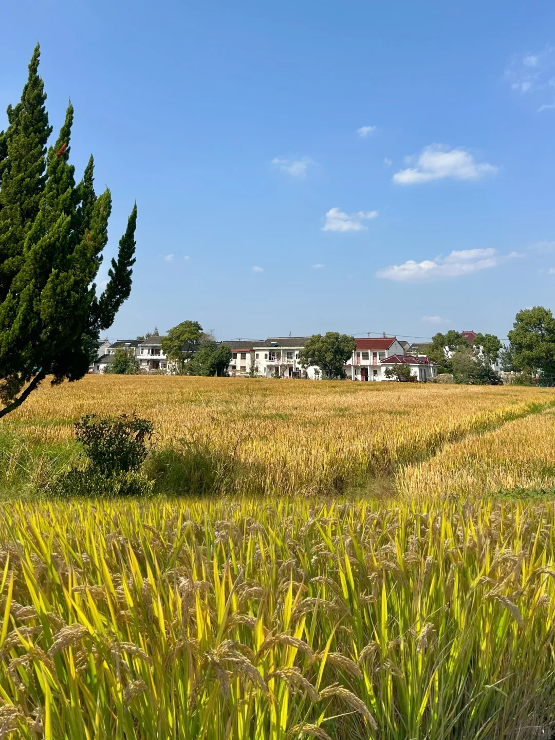 上海乡下|跟你们城巴佬说不清楚新米有多香