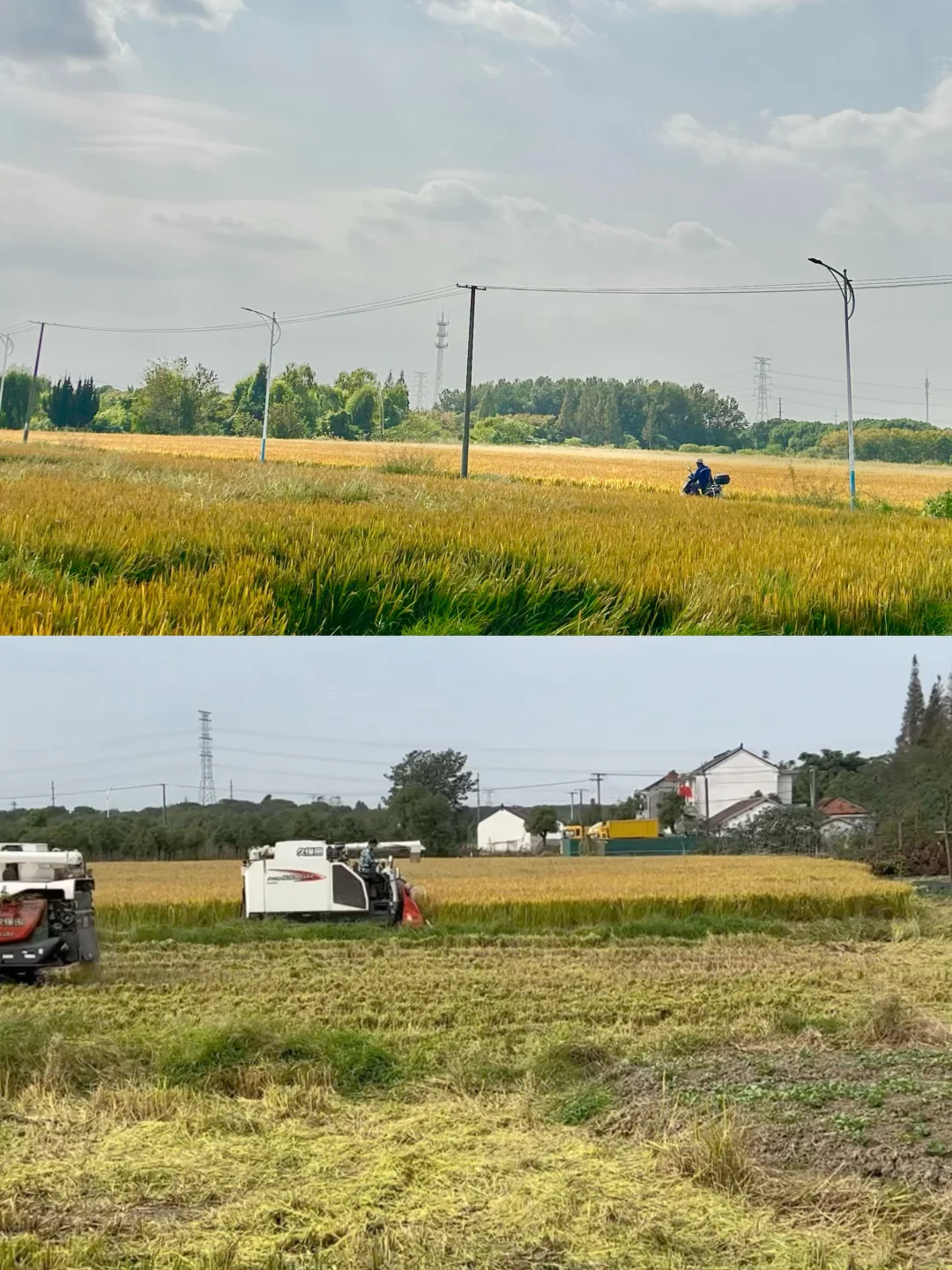 上海乡下|跟你们城巴佬说不清楚新米有多香