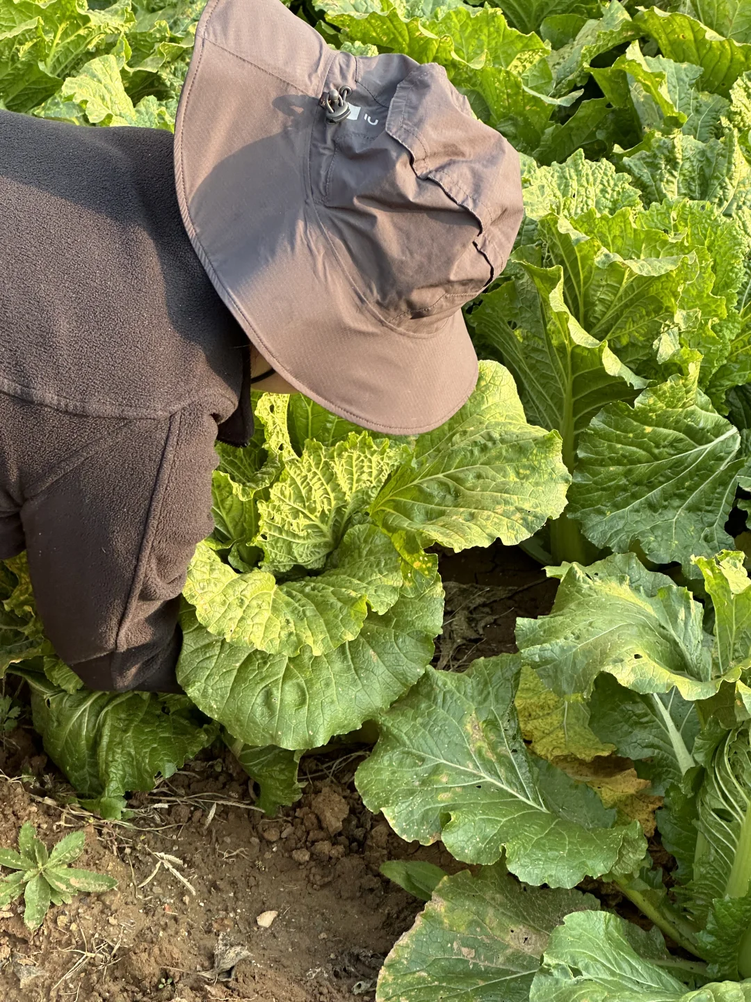 羊粪种植白菜?收货啦