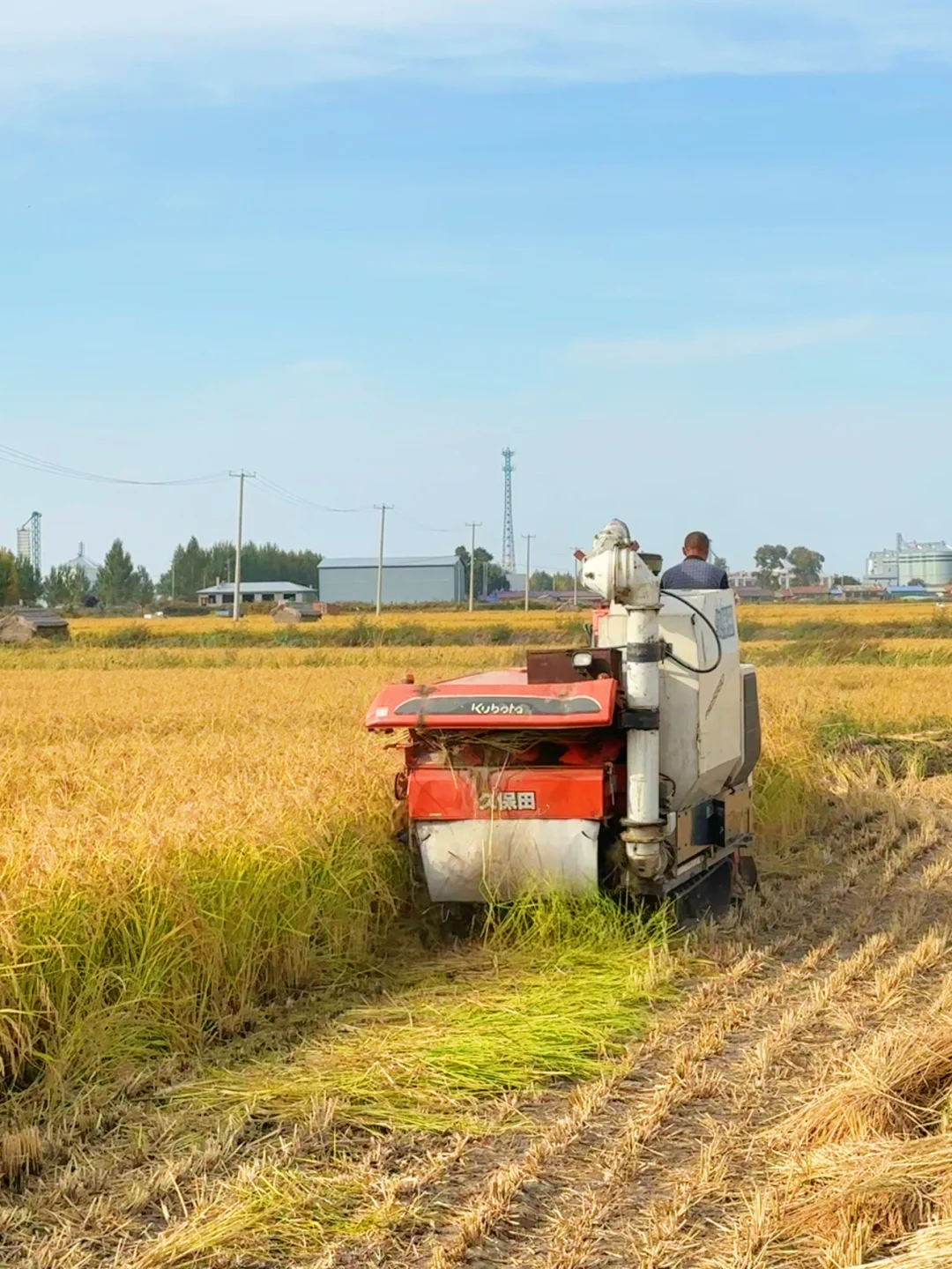 来五常收割了！！你的25年新米在路上了！