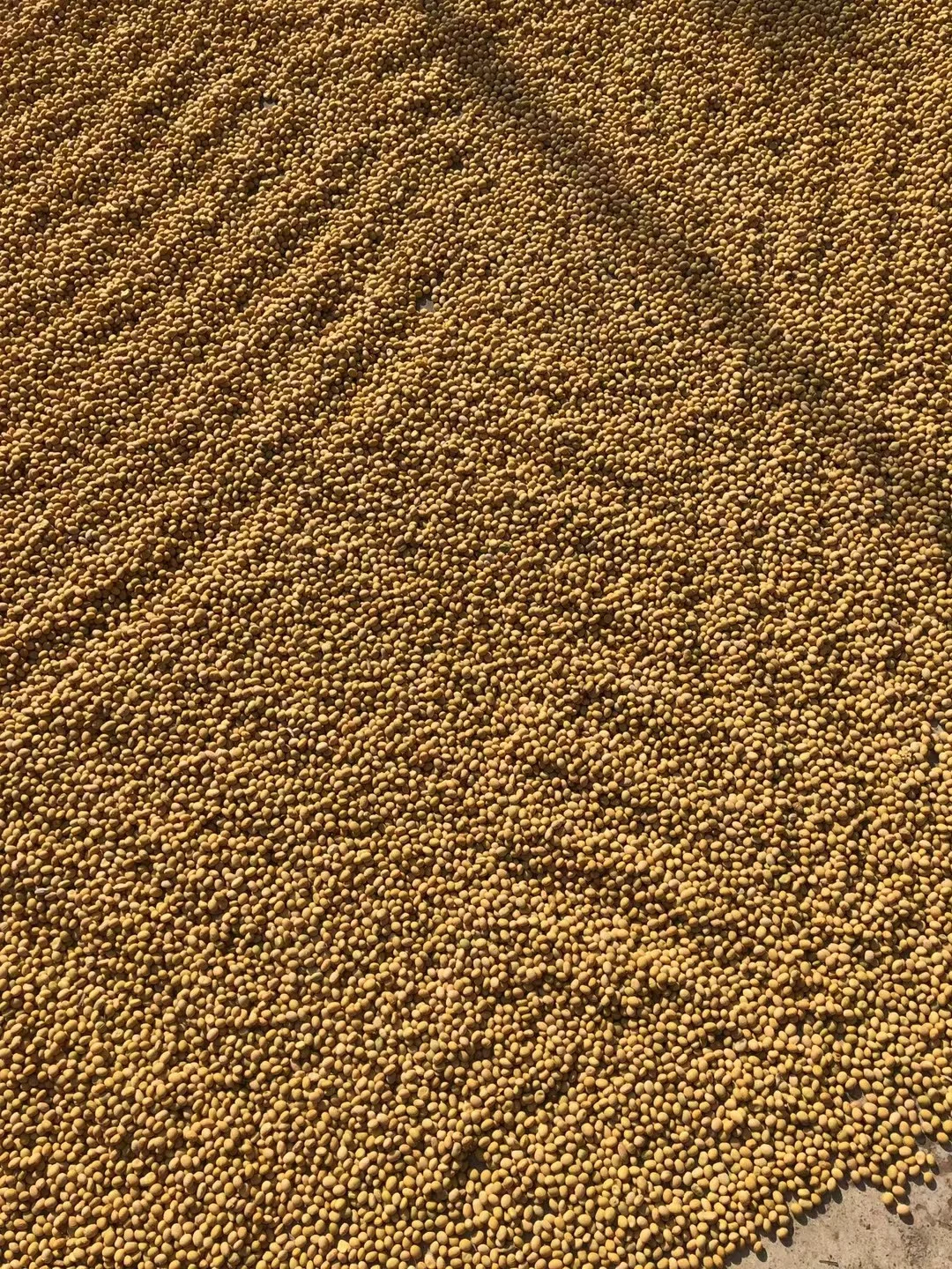 有人收农村的老品种小黄豆吗