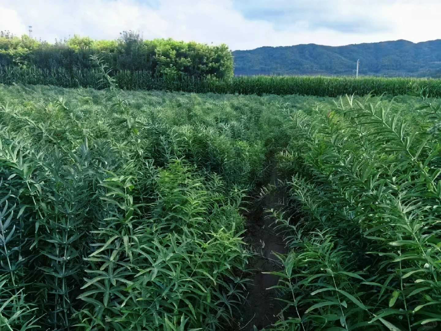 生态种植黄精,绿水青山间的产业崛起