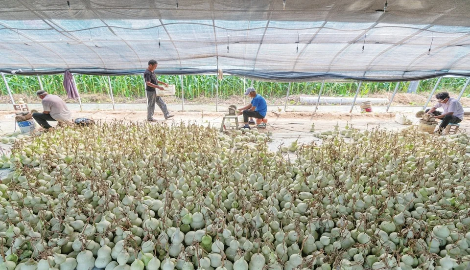 “葫芦经济”拓宽致富路