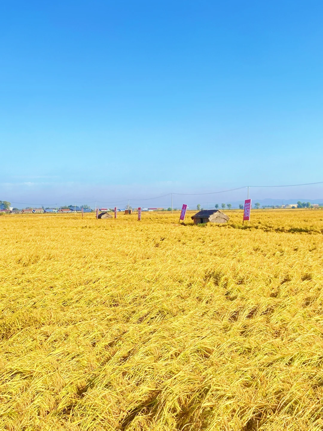 来五常收割了！！你的25年新米在路上了！