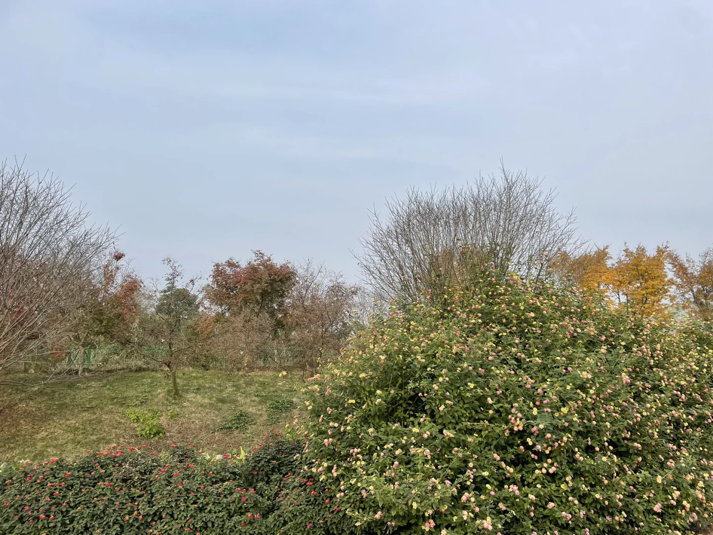 #温江绿康蔬菜家庭农场蔬菜采摘