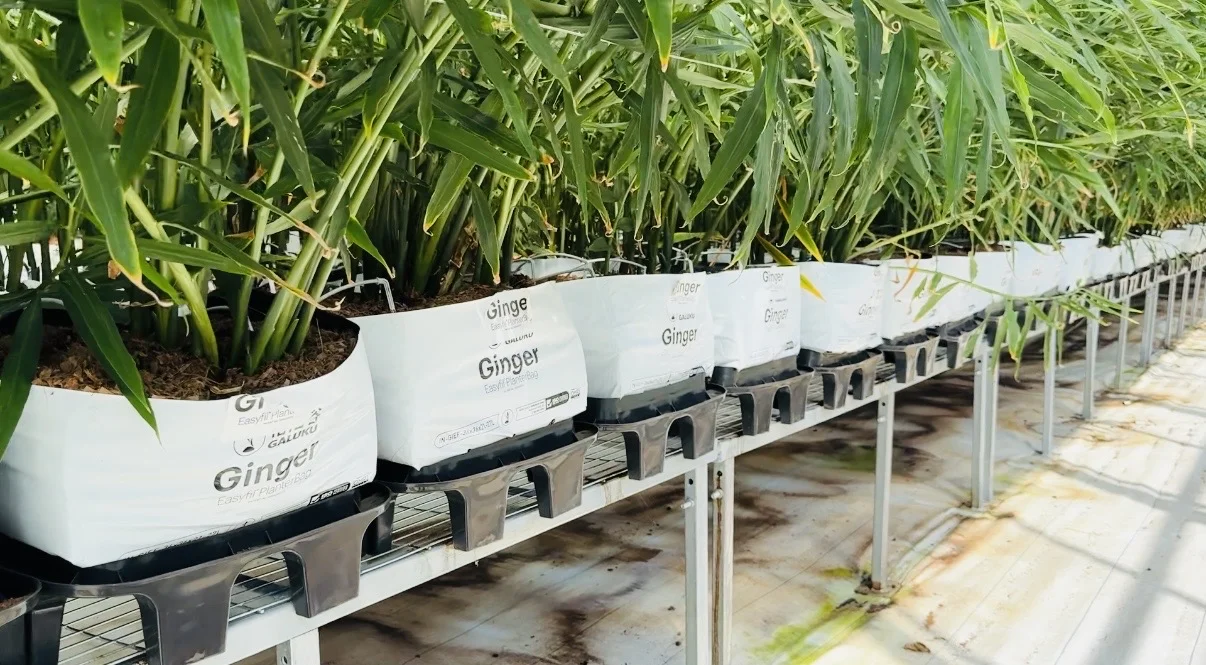 一亩地产15吨高质量生姜，不得不服这个模式