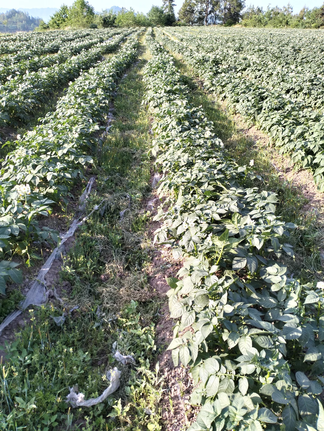 做有机种植真的很有成就感！