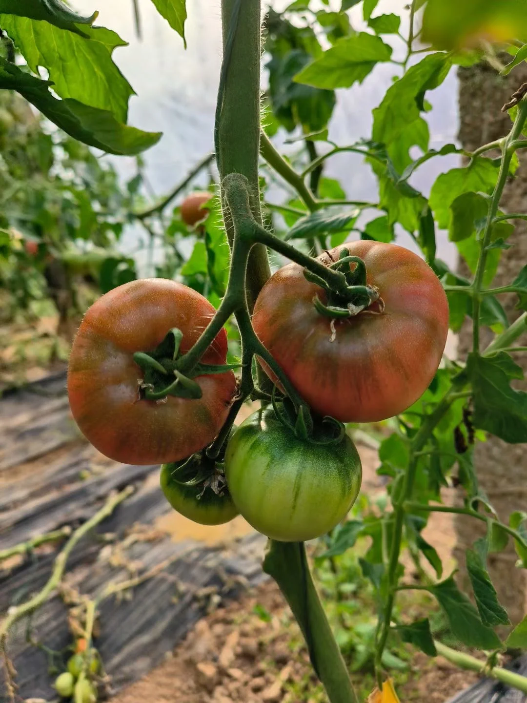 让农业成为有意义的事业！