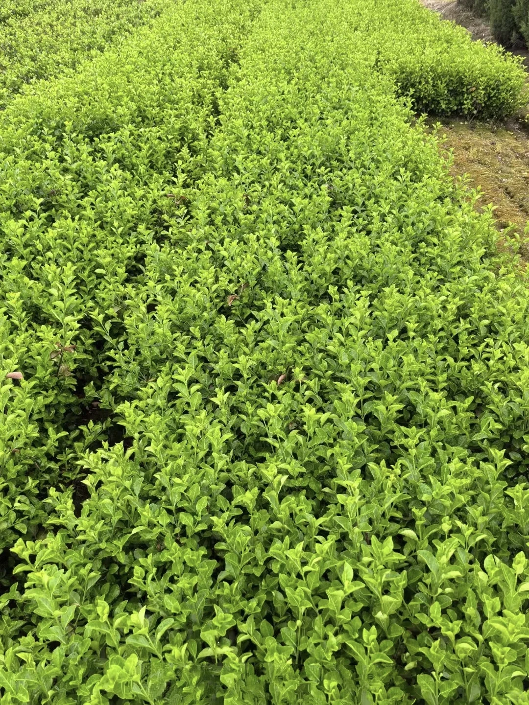 冬青，为毛有需要的吗？