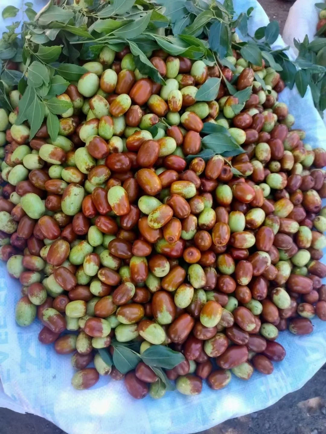 不要再错过啦?这么好吃的大枣