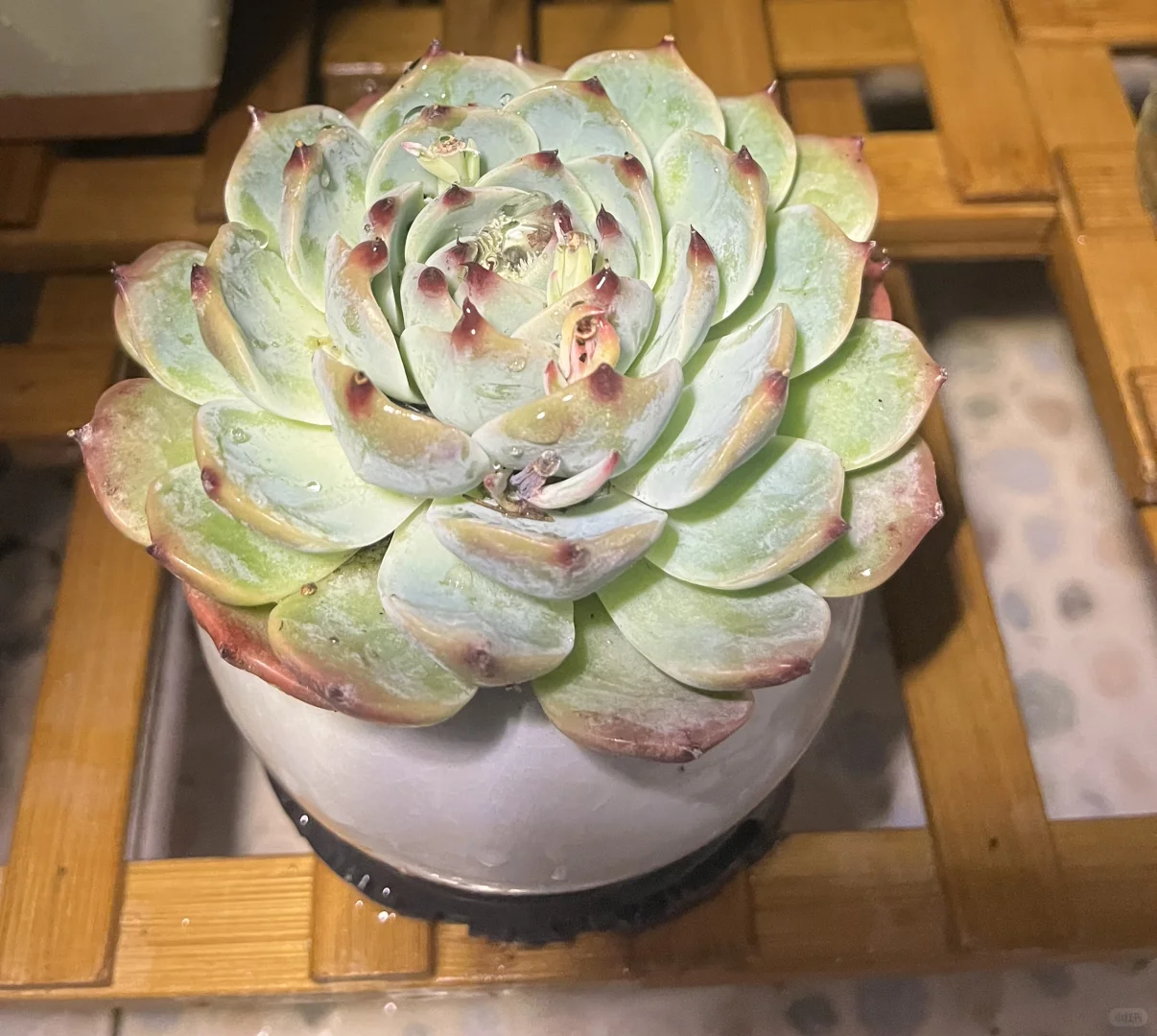 独居 | 一个人养花的治愈时光?