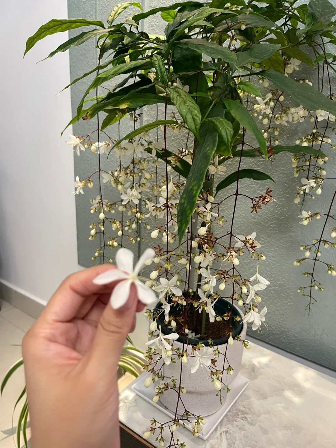 年宵花?｜浪漫垂丝茉莉?