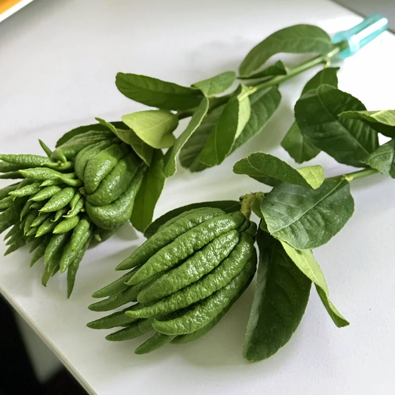 每天分享不一样的鲜花绿植?