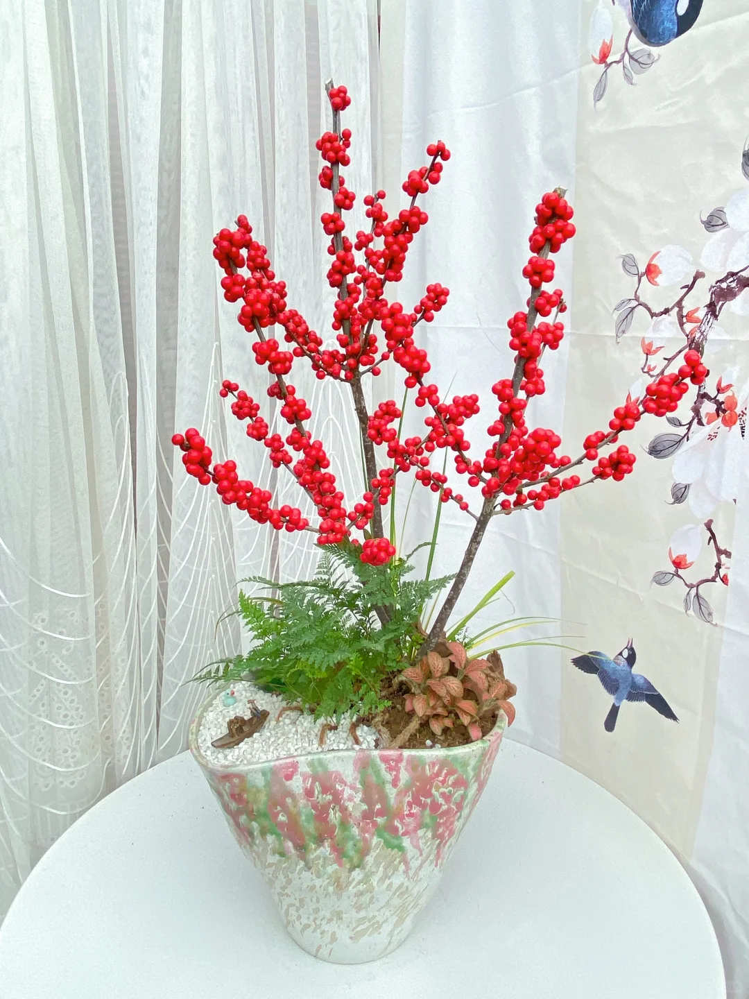 北美冬青精品盆栽上新