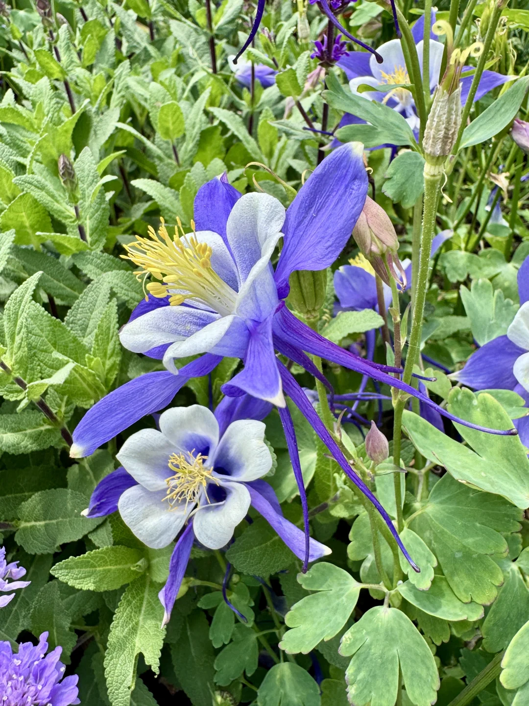 仙气飘飘的耧斗菜