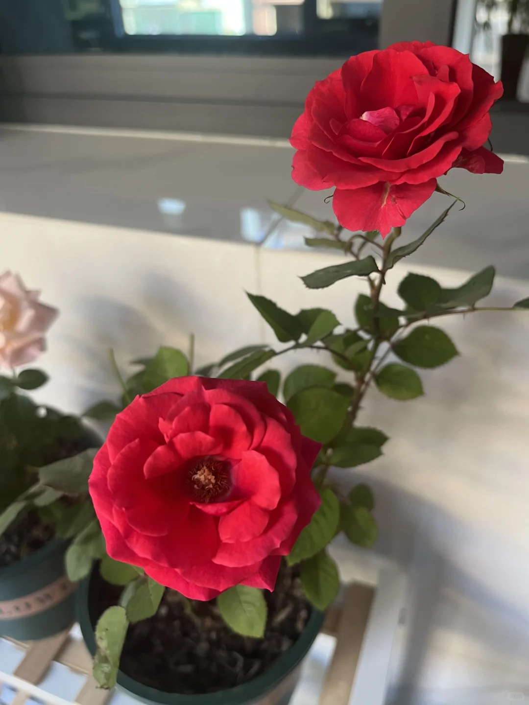 我的阳台小花???！