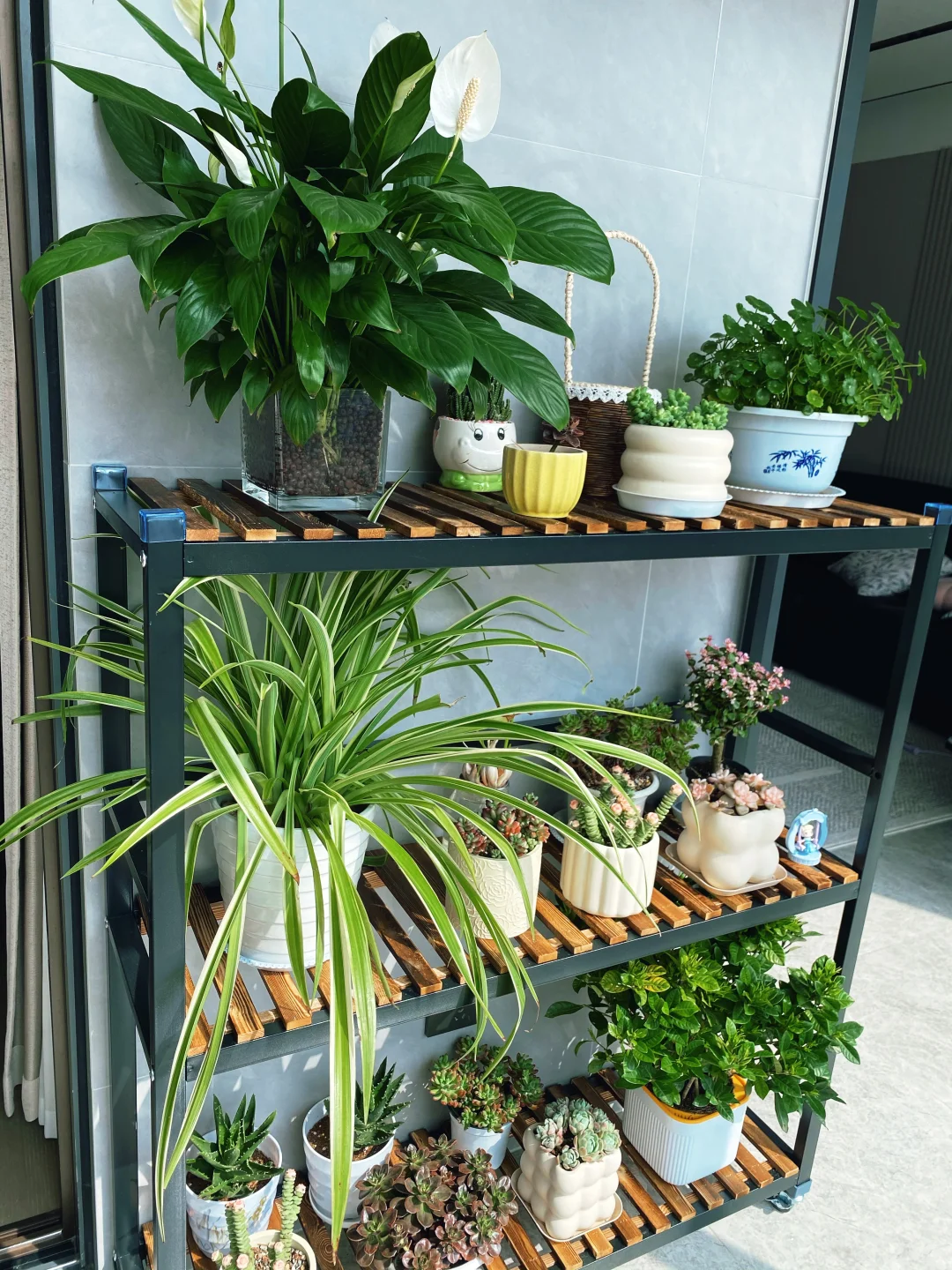 家里真的不能没有绿植啊‼️