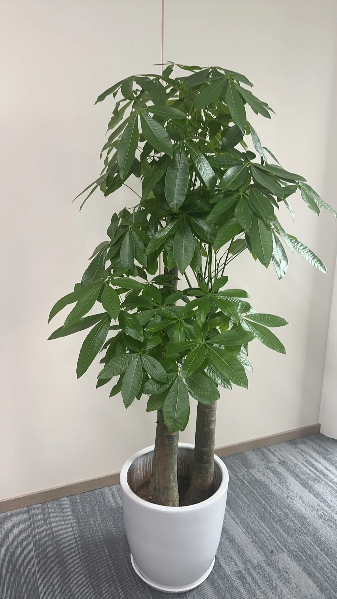 深圳绿植租赁批发，可上门设计出方案。