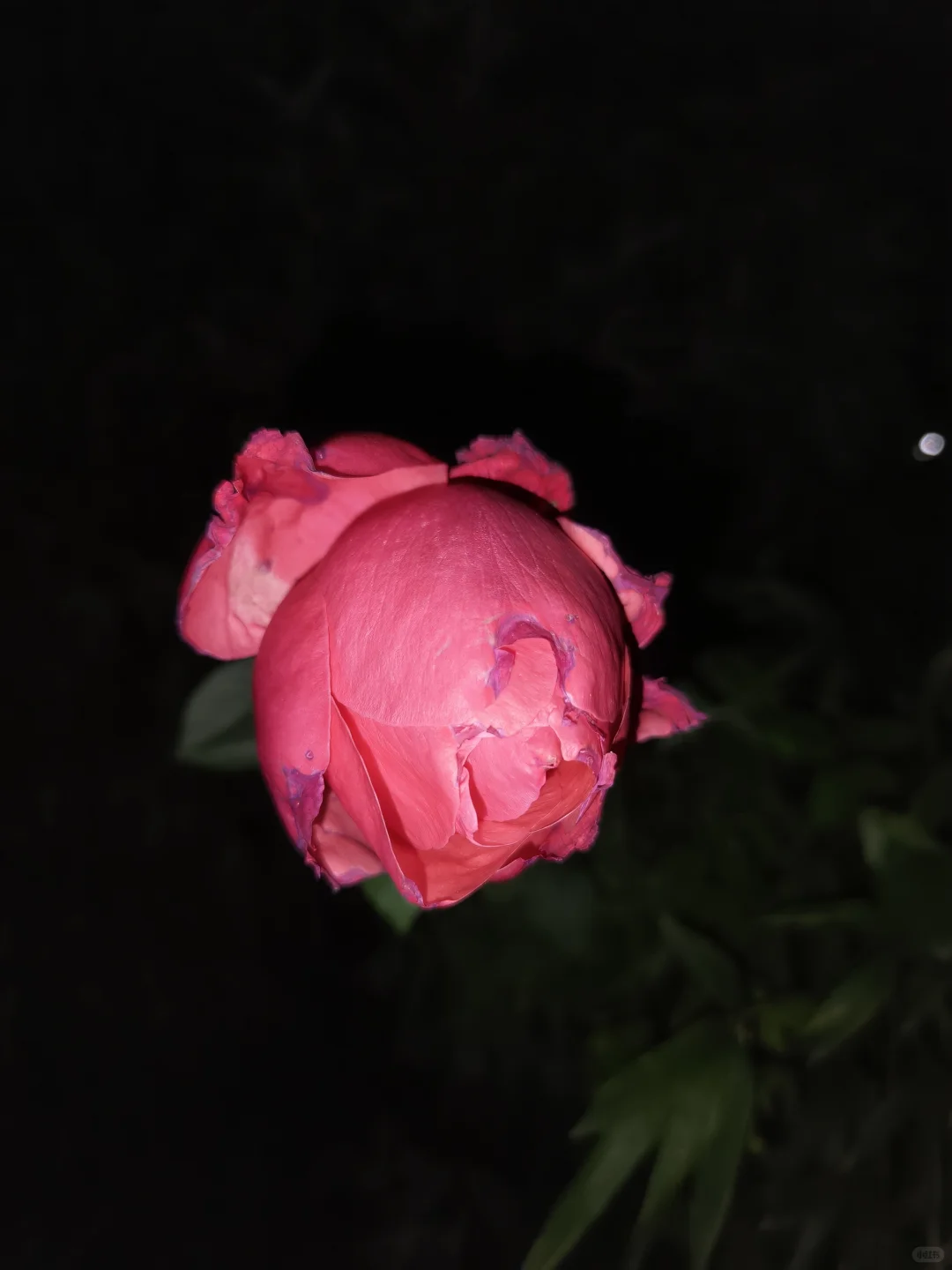 活宝老妈又一力作 地栽苗木冬季保暖