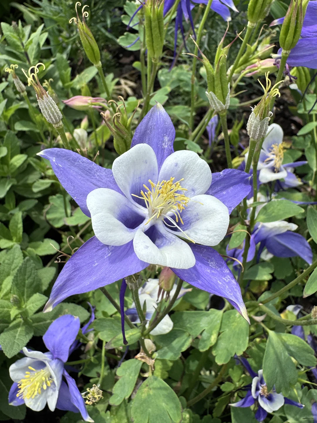 仙气飘飘的耧斗菜