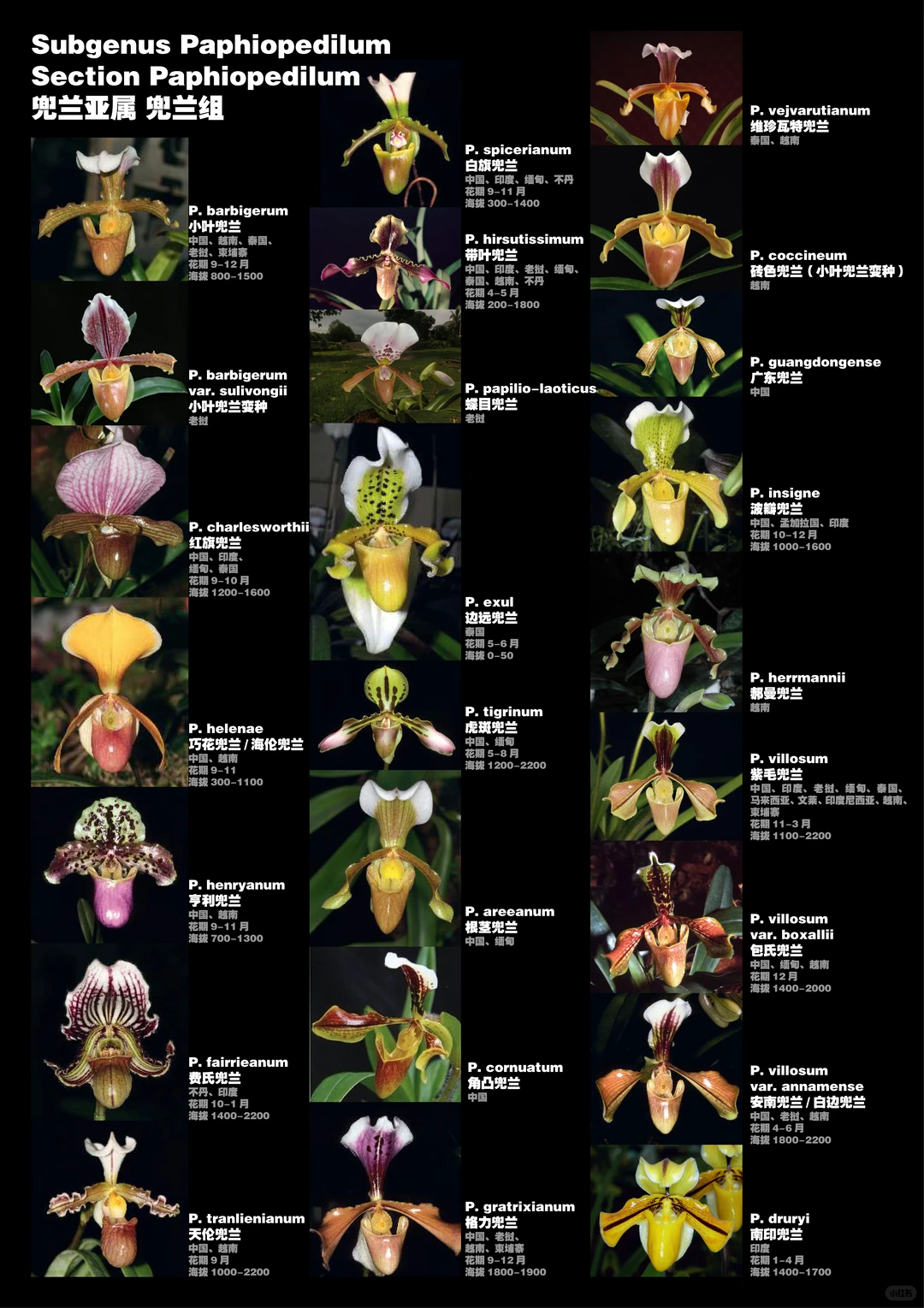 兜兰属植物物种分类图鉴