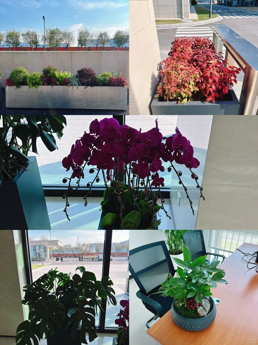 绿植租赁—绿植组合分享、公共空间的绿植租，