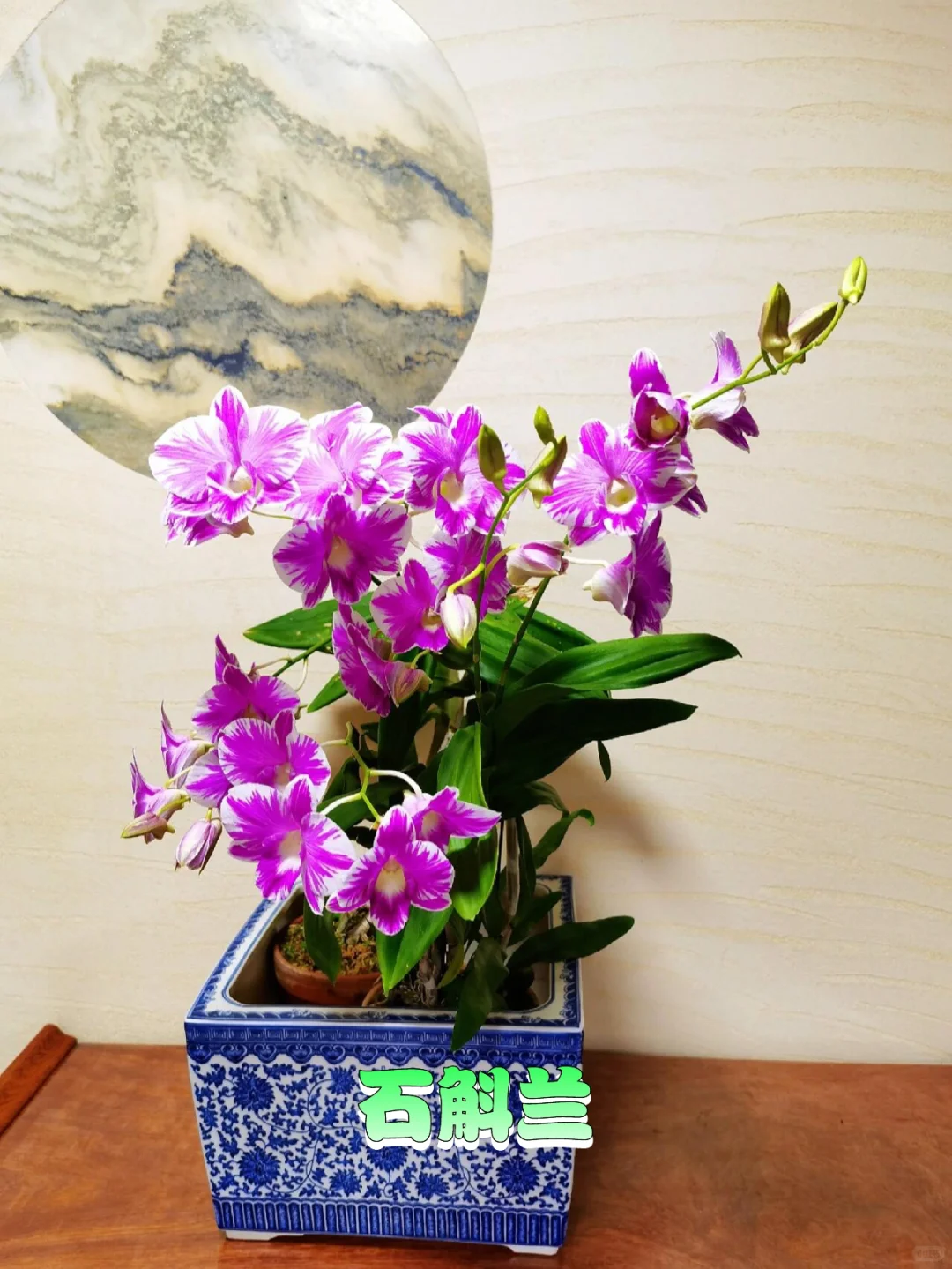 超级适合懒人的6种阳台晒不死渴不死的盆栽