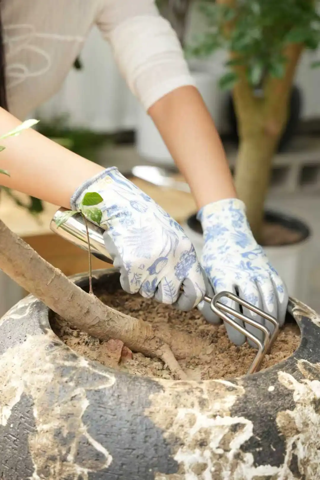 园艺护手|绿植花卉的冬日养护指南
