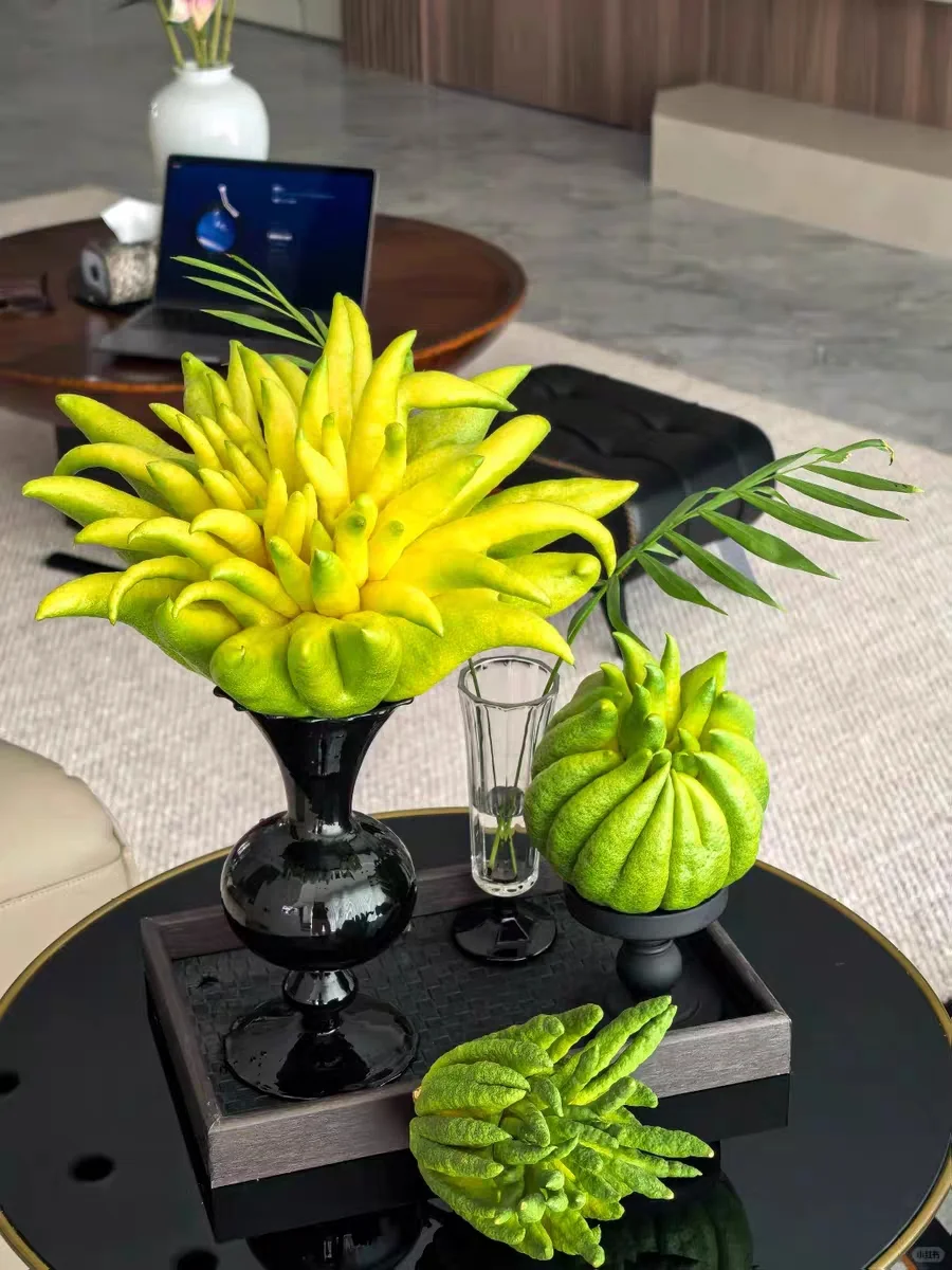 每天分享不一样的鲜花绿植?