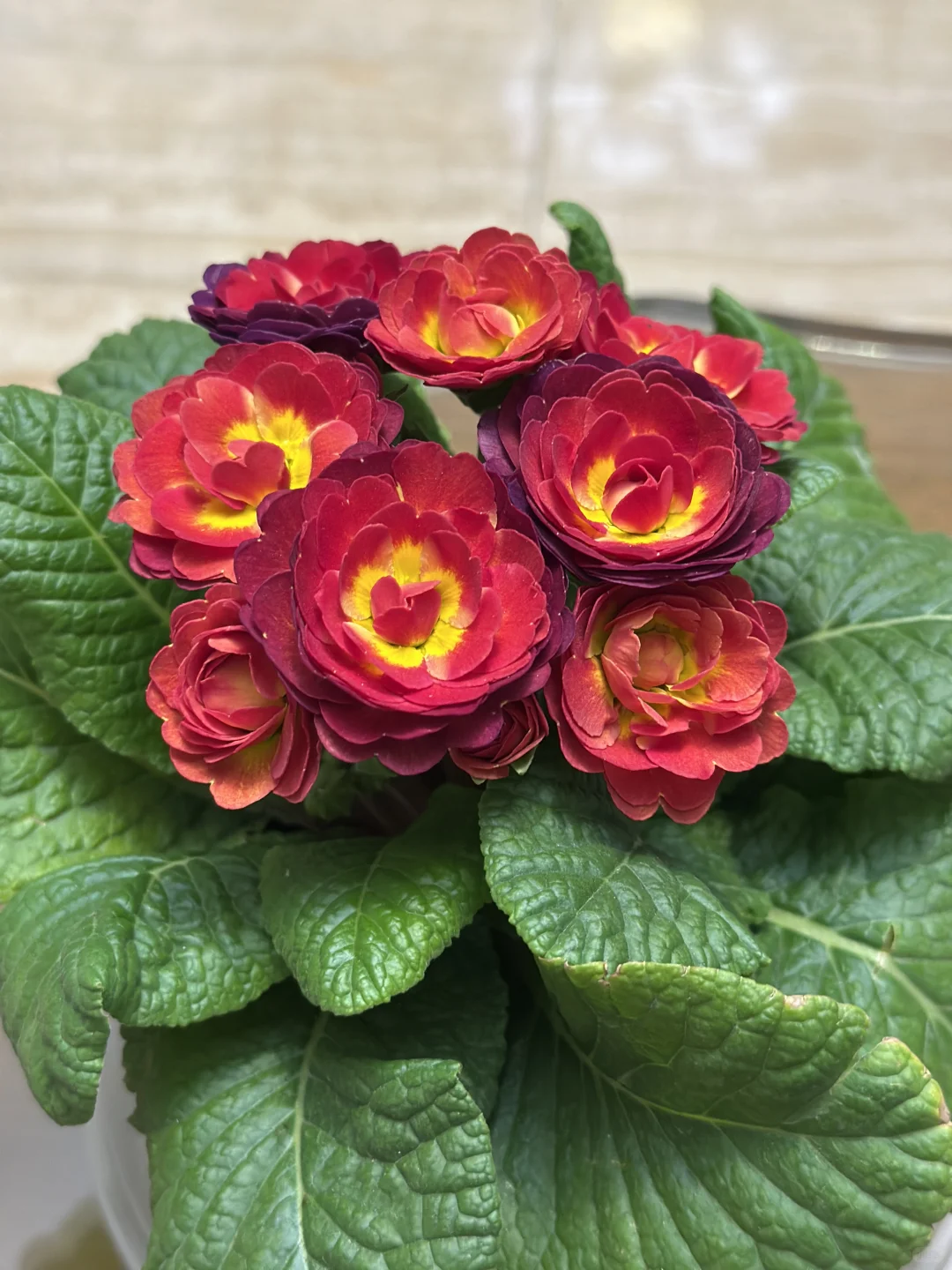 方兴长治进口Belarina重瓣报春花