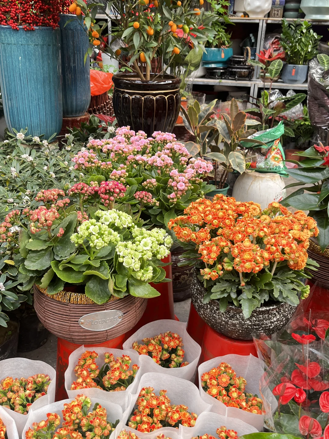 花市，春天最值得去的地方?