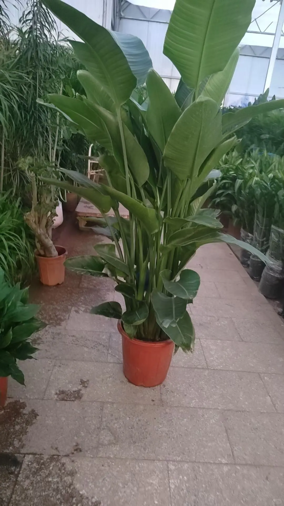 北京绿植租赁、绿植造景、年宵花、蝴蝶兰