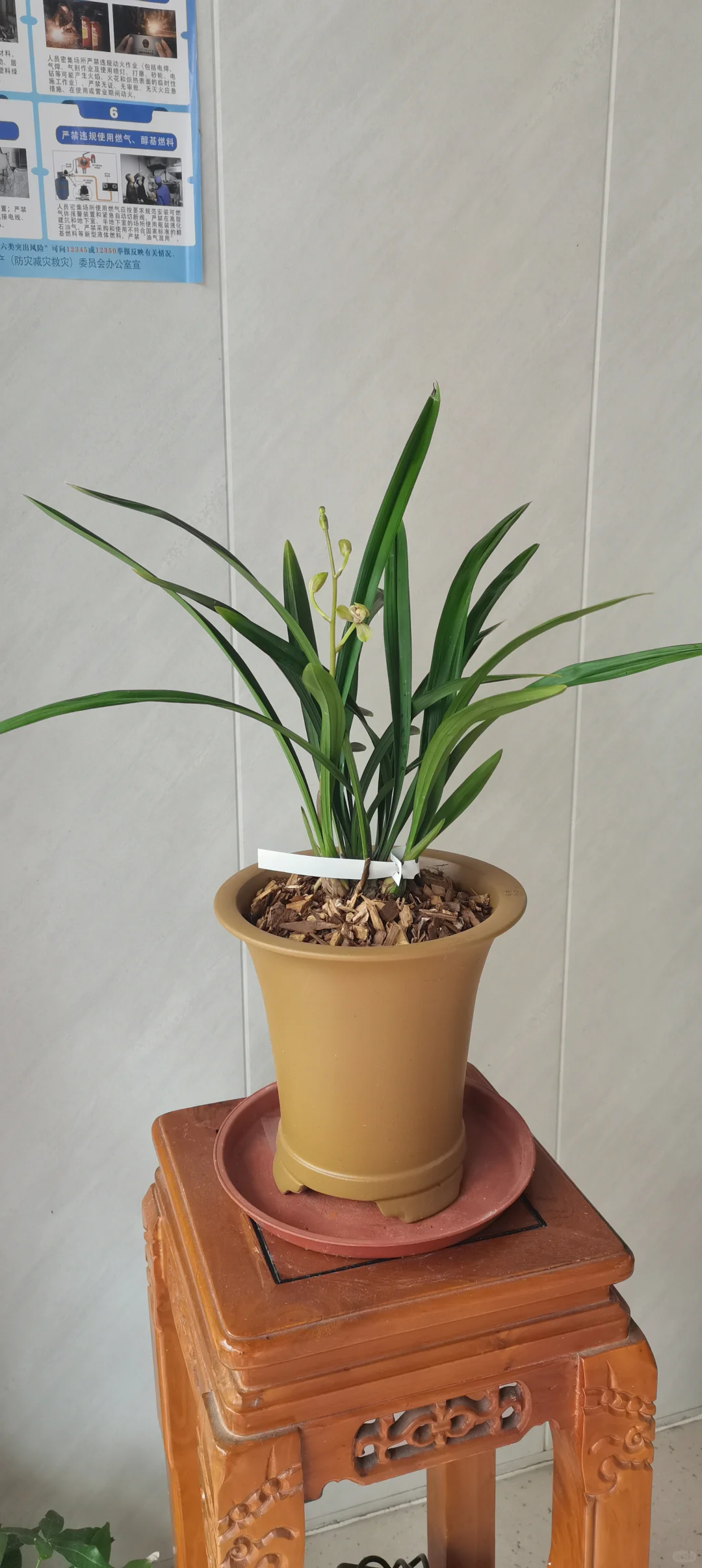 花开盛美，满屋飘香?