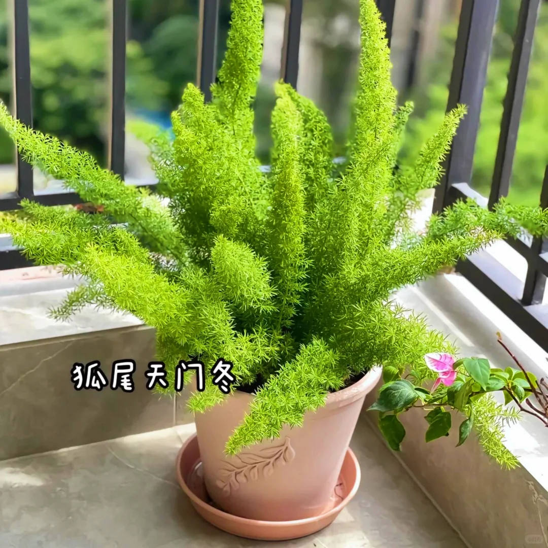 适合室内养的9种高颜值盆栽！！！