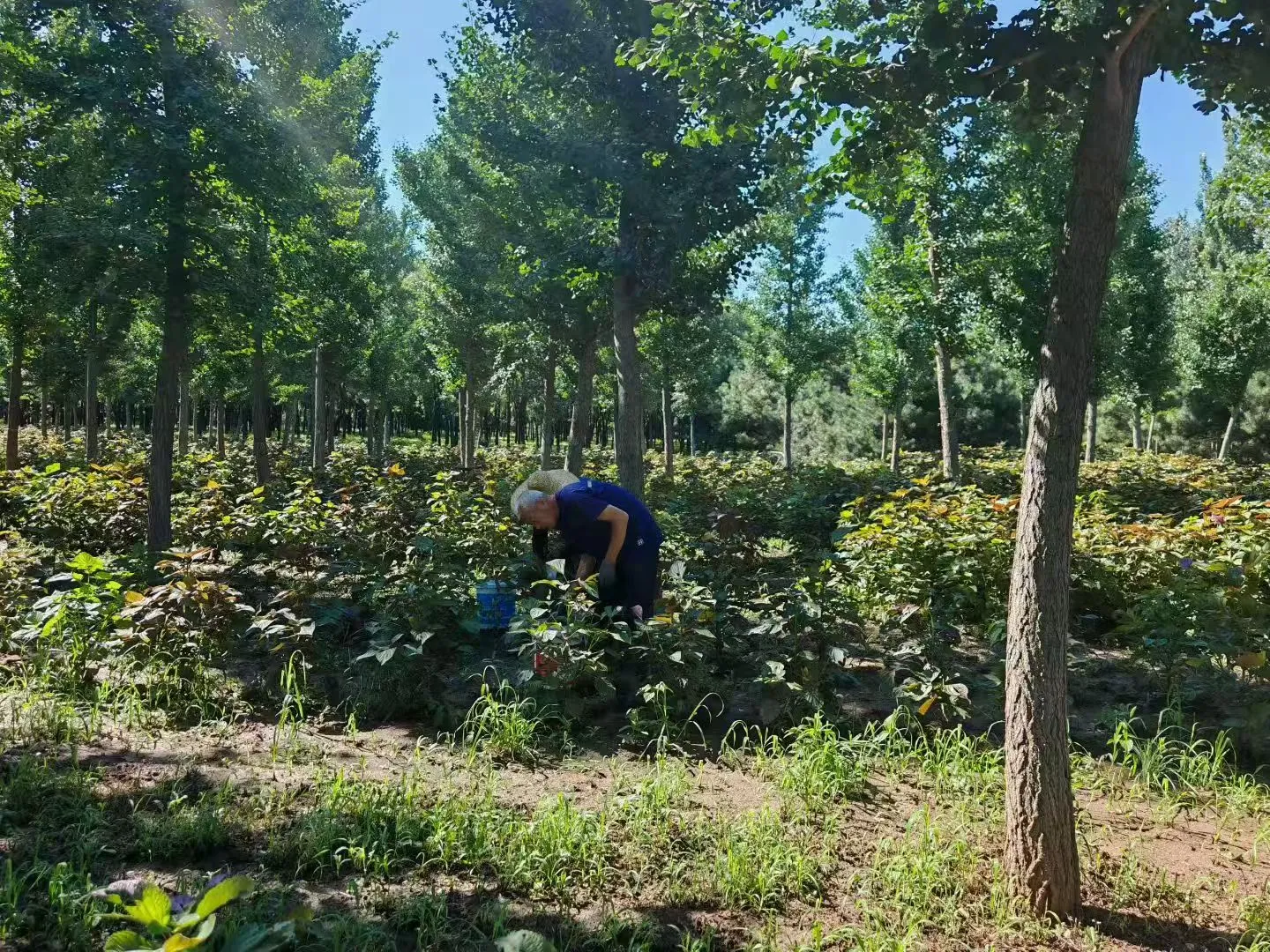 军屯科技小院开展科技指导与服务工作