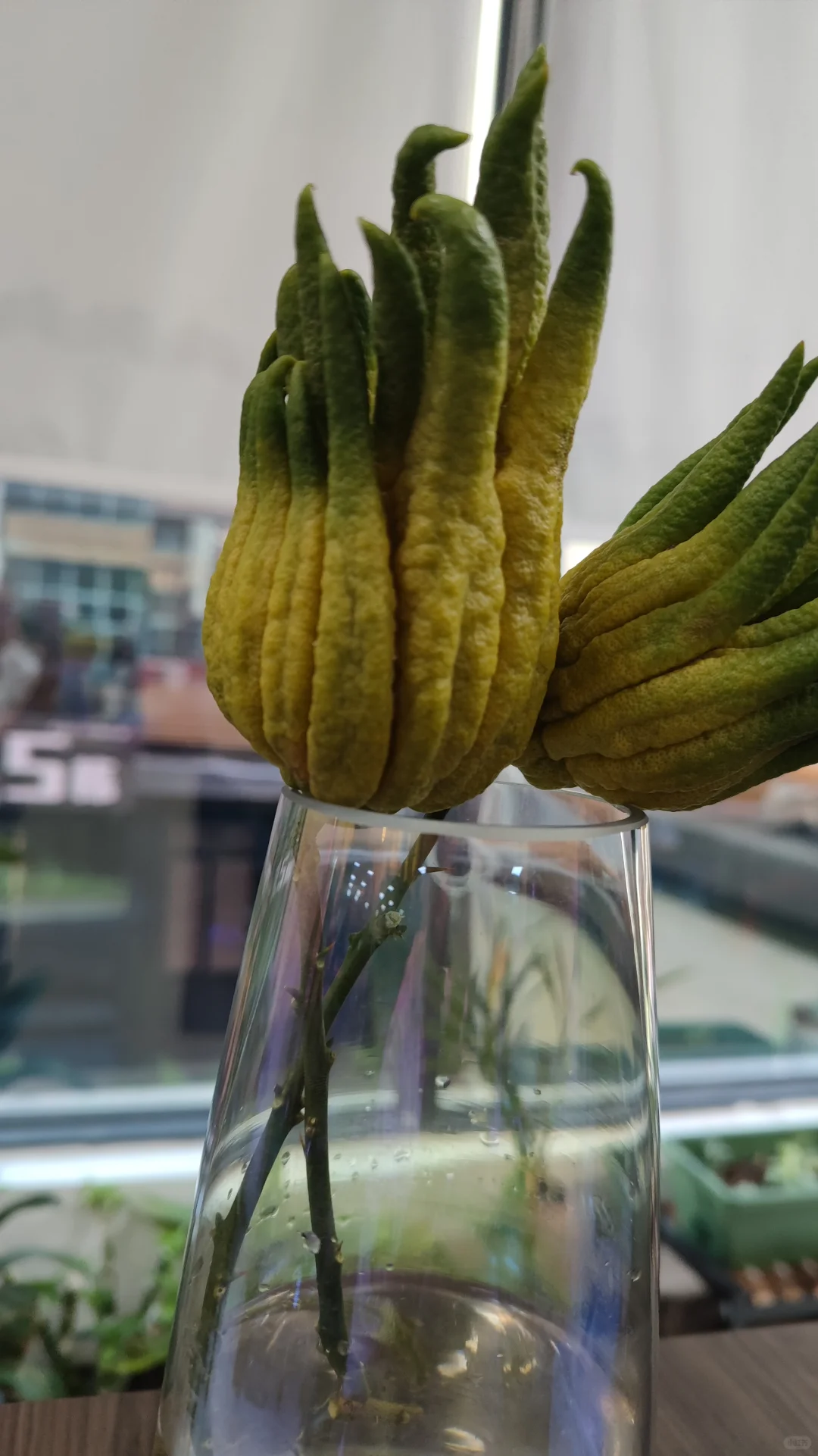 每天分享不一样的鲜花绿植?