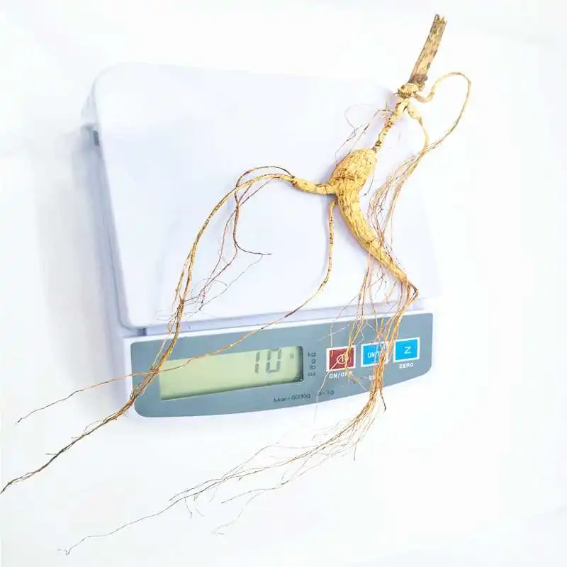 探寻自然馈赠✨长白山林下山参的奥秘