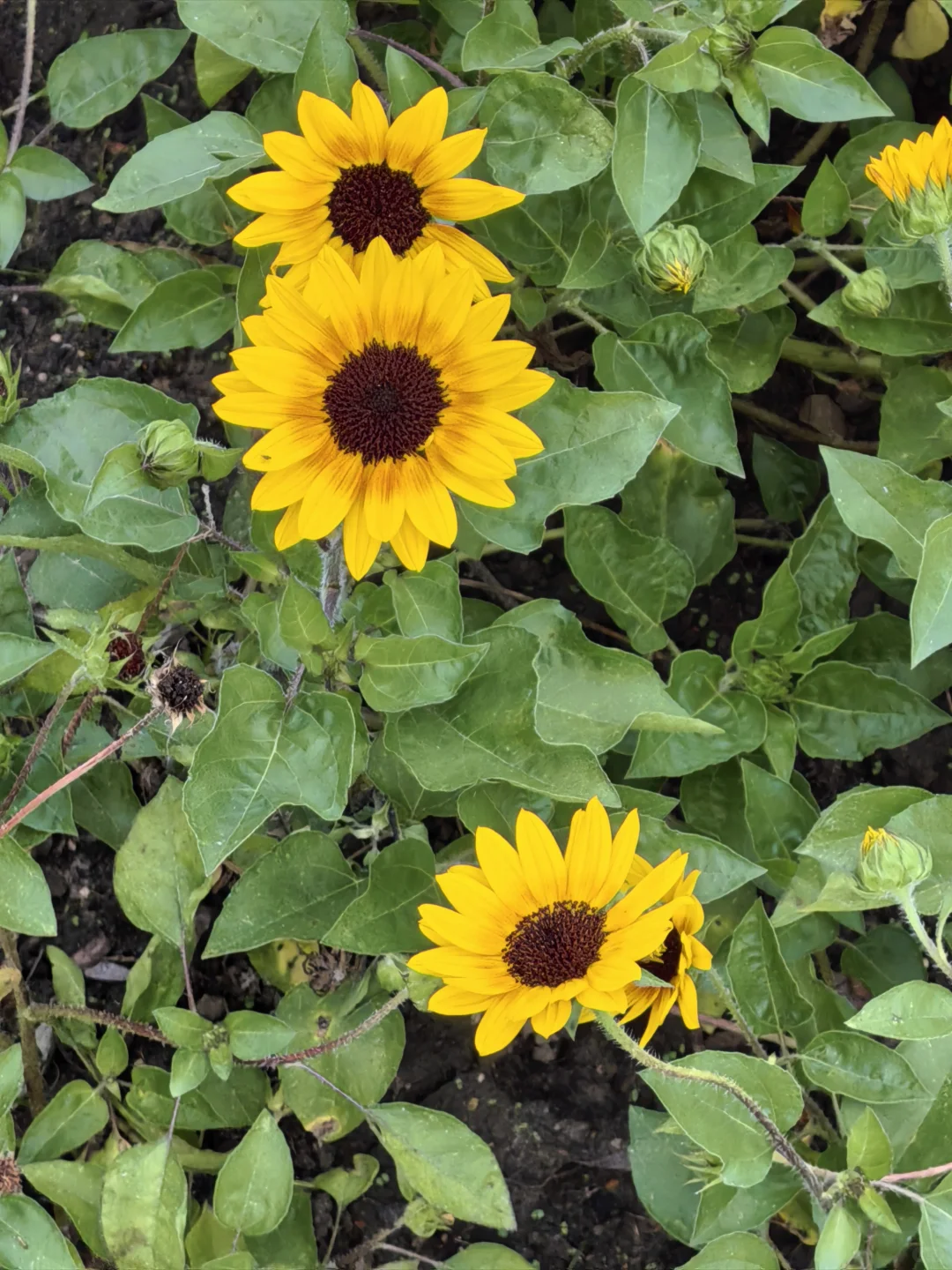 每日一花65: 向日葵