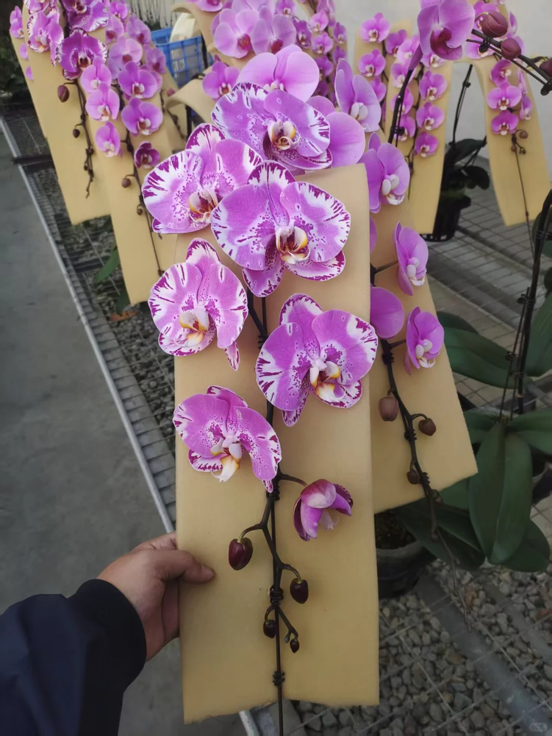 性价比超级高的5寸龙兰，数量有限先到先得