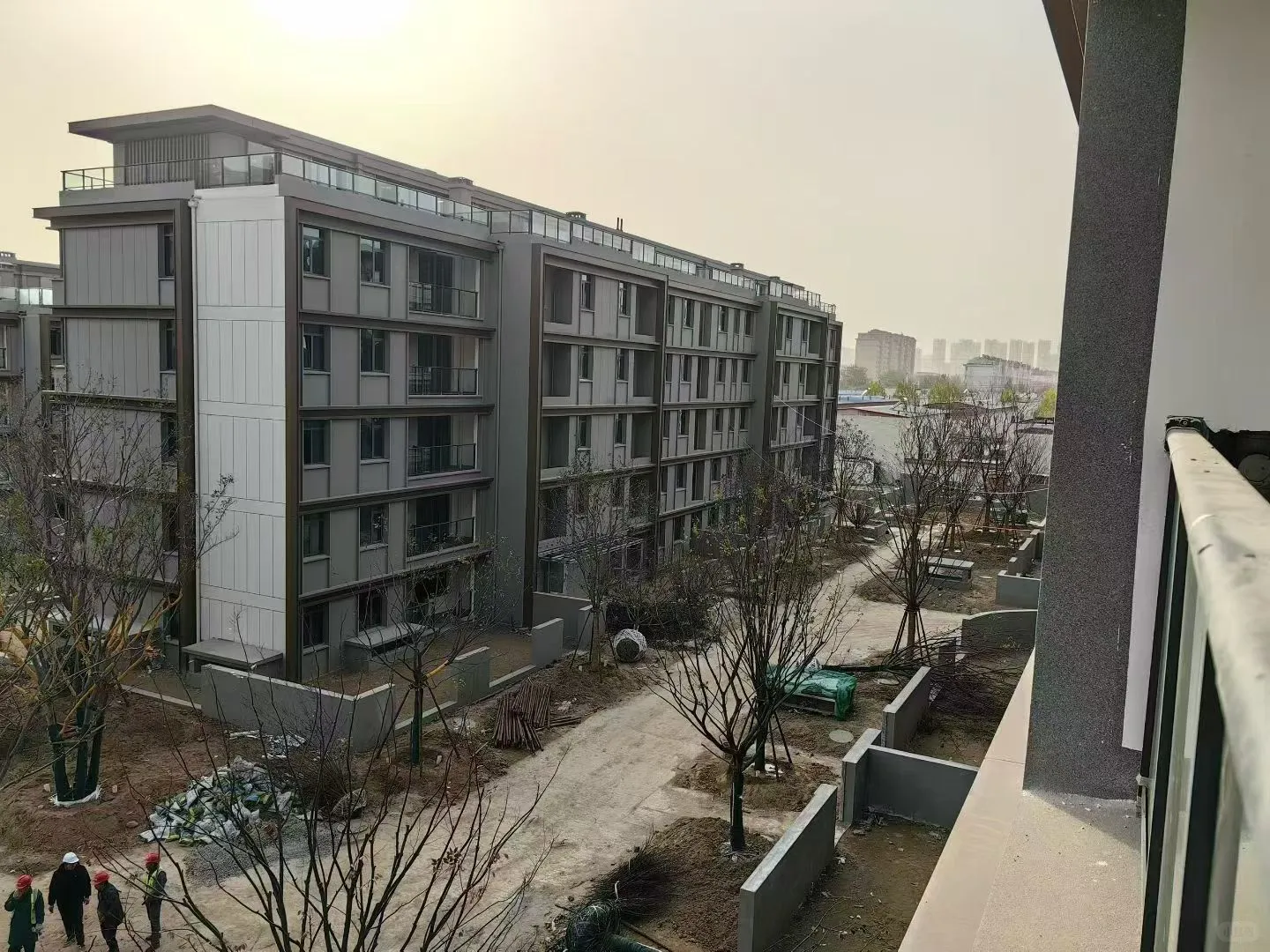 这是种的什么树啊？