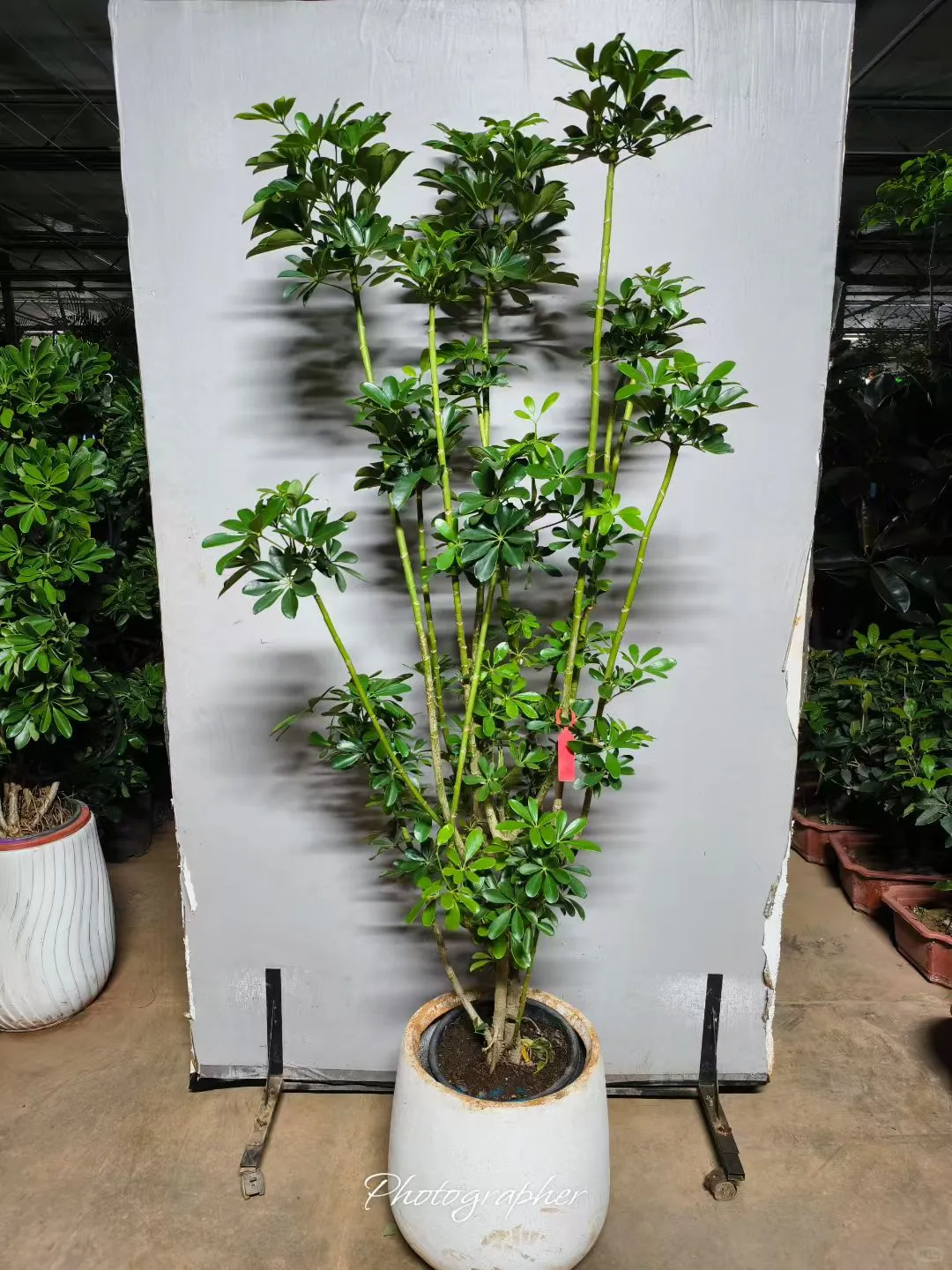北京植物租摆_花卉租赁_绿植养护公司