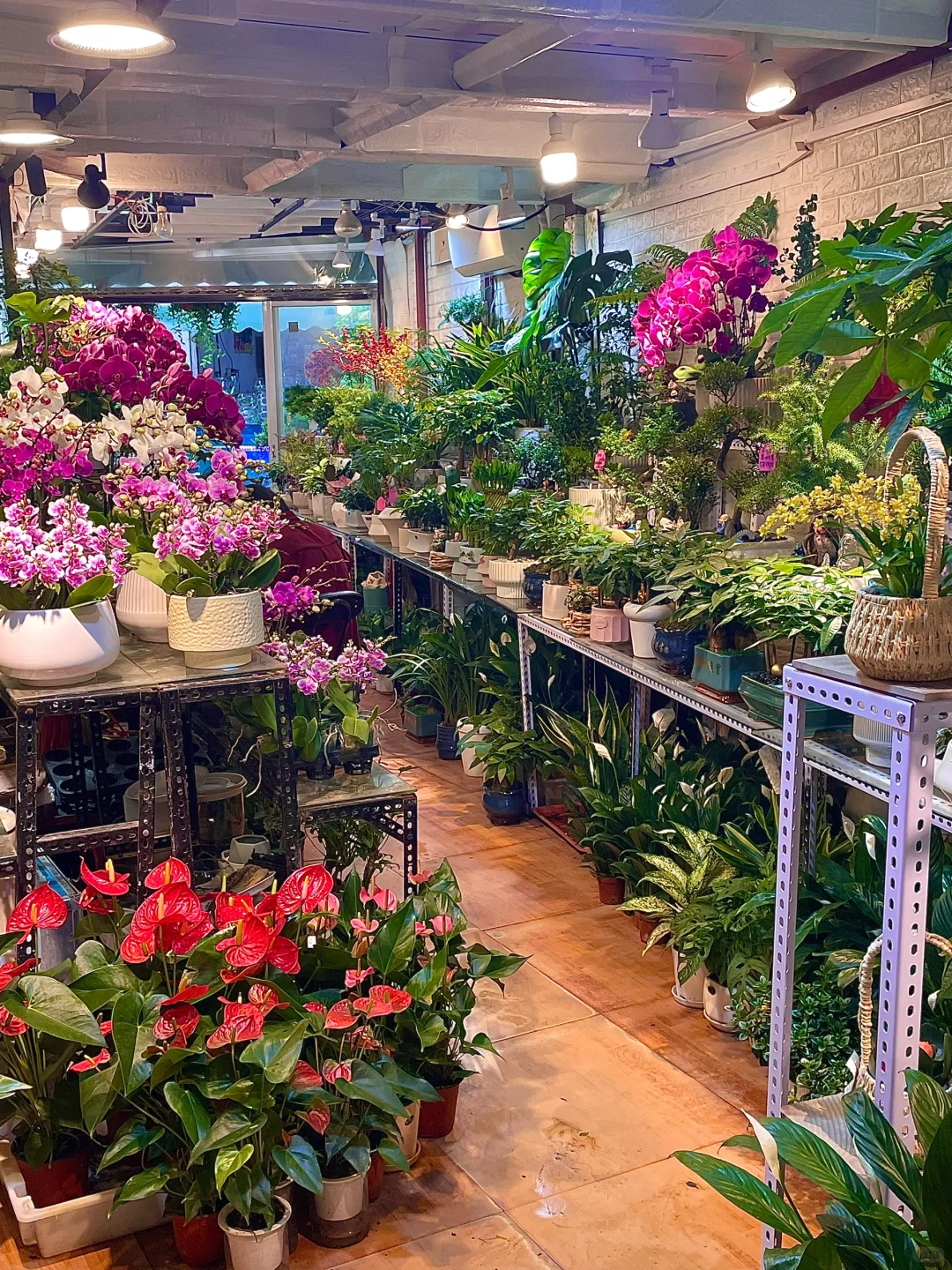 南昌这个花鸟市场也太好逛啦吧