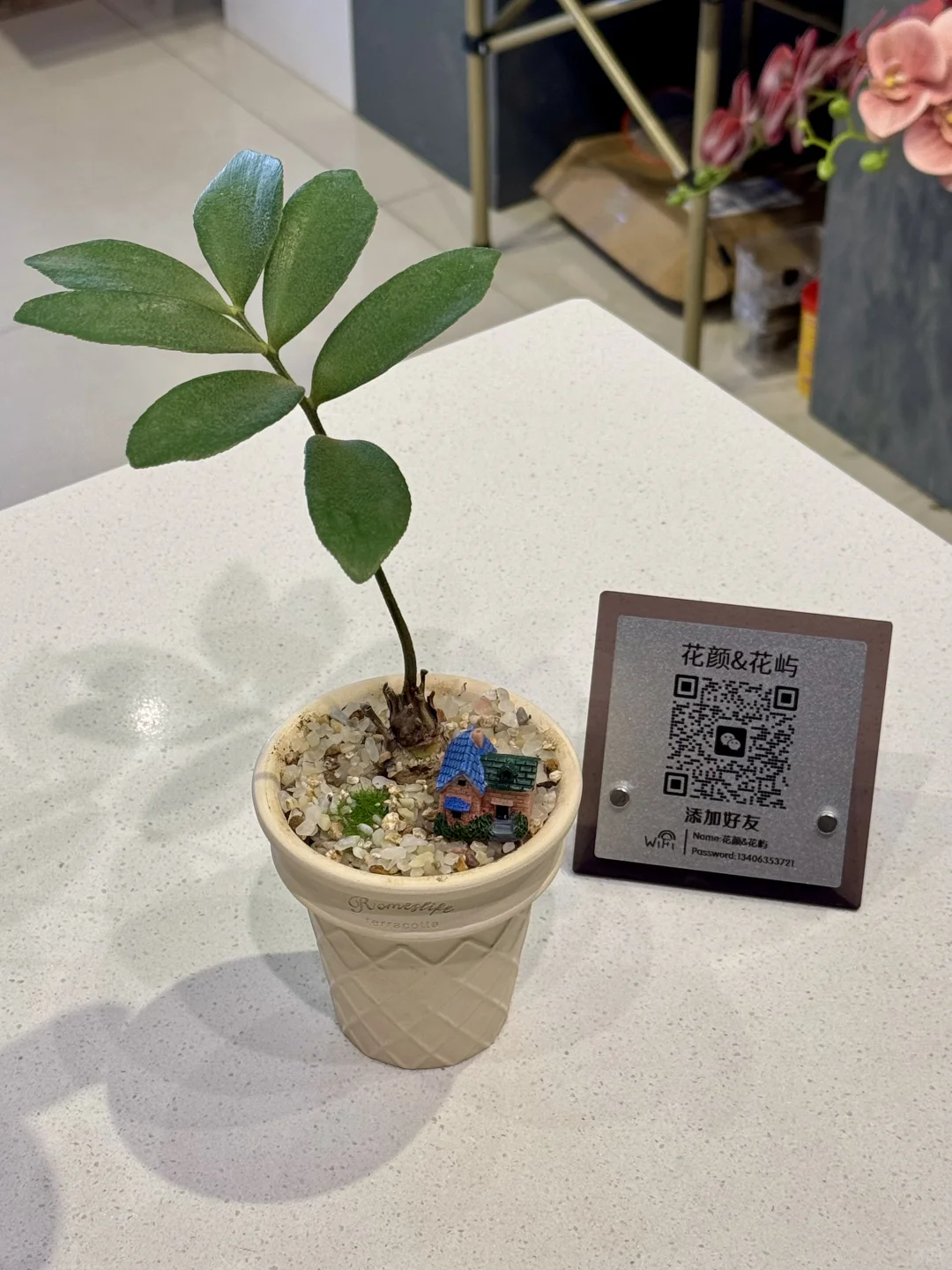 喜欢绿植的人都热爱生活吧