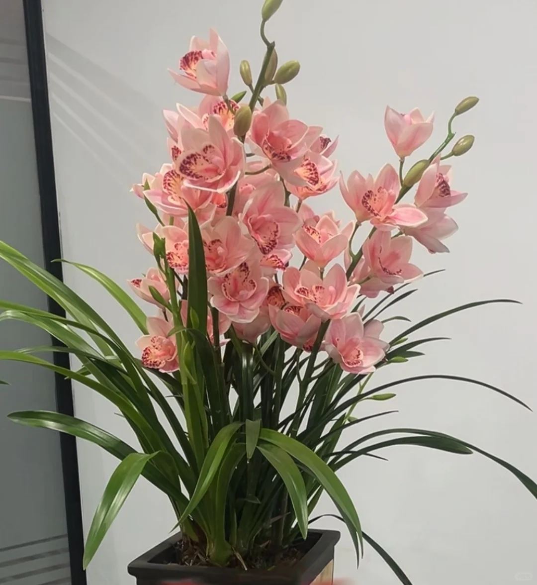 自己养的太漂亮了