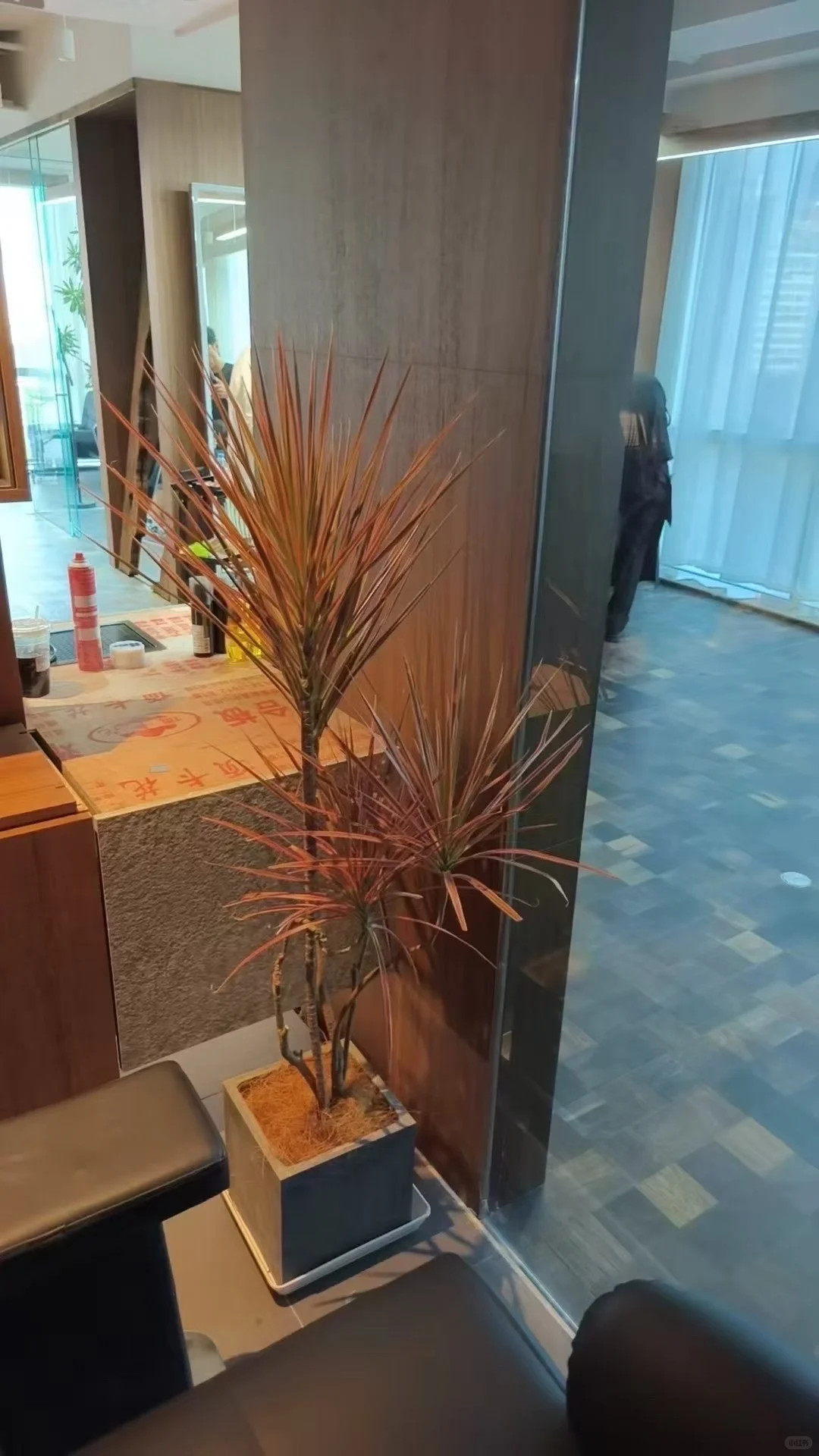 深圳绿植租赁批发同城两小时送达